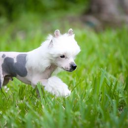 Hairless boy (Blue Eye) - Black and white male Chinese Crested puppy in Hollywood, Florida from Candela Chinese Cresteds