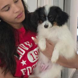 Phel'a - White black and tan female Papillon puppy in Lineville, Alabama from TimberLane Papillon's