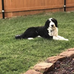 Bernedoodles, French Bulldogs, Goldendoodles, and Sheepadoodles from Farm Fresh Doodles