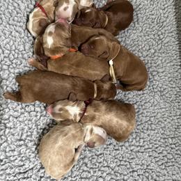 Boy 1 - Caramel red male Australian Labradoodle puppy in Elk Grove, California from Sacto Labradoodles
