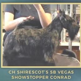 SHOWSTOPPER CONRAD - Scottish Terrier