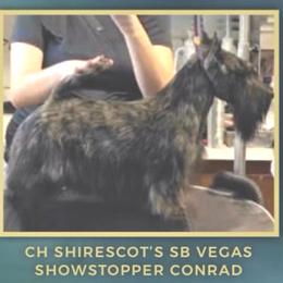 SHOWSTOPPER CONRAD - Scottish Terrier