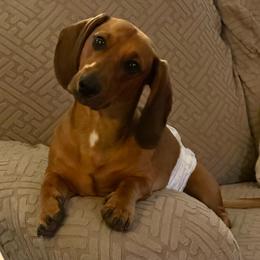 Lincoln Log - Dachshund