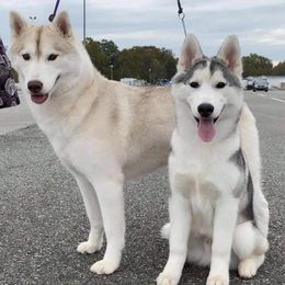 Siberian Huskies from Pride Rock Siberians