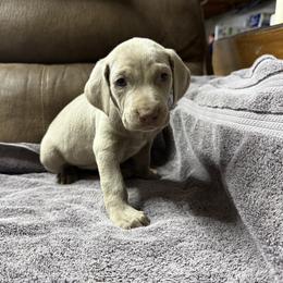Girl 1 white spot - Silver gray female Weimaraner puppy in Lancaster, Kentucky from Heavy Hollow Farm