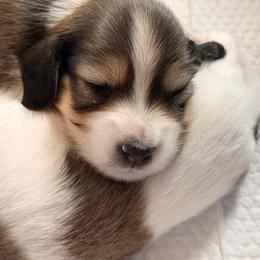 Dachshund Puppies from Dianna Eaves