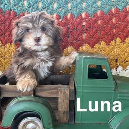 Aussiedoodle, Cockapoo, and Havapoo Puppies from Kaitlen Wood