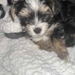 Boy 4 - Black and tan male Yorkshire Terrier puppy in Grant Town, West Virginia from Lauren's Yorkshire Terriers