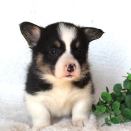 Sierra - Black and tan female Pembroke Welsh Corgi puppy in North Manchester, Indiana from Covered Bridge Corgis