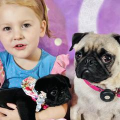 Pug Puppies from Lindsay’s Cenla Pugs!