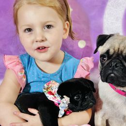 Pug Puppies from Lindsay’s Cenla Pugs!