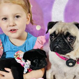 Pug Puppies from Lindsay’s Cenla Pugs!