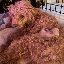 Lucy - Poodle