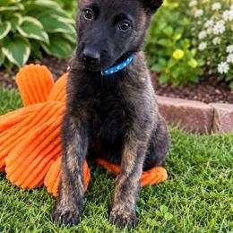 Blue boy - Gold brindle male Dutch Shepherd puppy in Hastings, Minnesota from Century Hills Farm