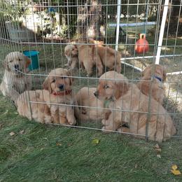 Golden Retriever Puppies from Hunnydew Goldens