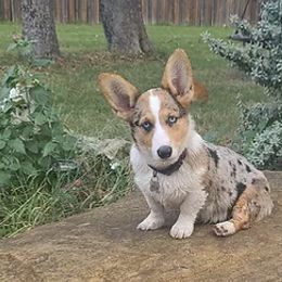 American Corgis and Pembroke Welsh Corgis from Country View Enchanted Corgis