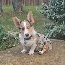 American Corgis and Pembroke Welsh Corgis from Country View Enchanted Corgis