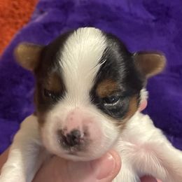 Boy 3 - Biewer Terrier puppy in Shelton, Washington from Olympic Rose Biewer Terriers