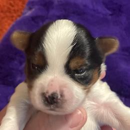 Boy 3 - Biewer Terrier puppy in Shelton, Washington from Olympic Rose Biewer Terriers