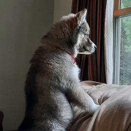 Siberian Husky Puppies from TRUHUSKY SIBERIANS