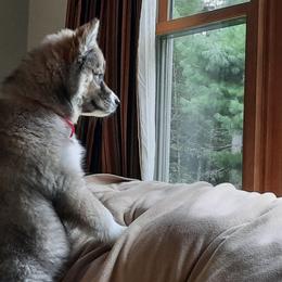 Siberian Husky Puppies from TRUHUSKY SIBERIANS