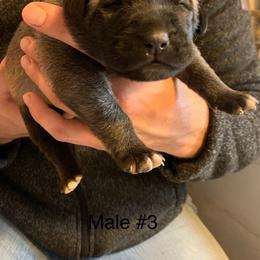 Male 3 - Fawn male Anatolian Shepherd Dog puppy in Daggett, Michigan from T&S Anatolians