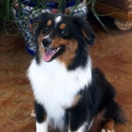 Fringe - Miniature Australian Shepherd