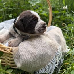 Wirehaired Pointing Griffon Puppies from Idleista Grand Chasseur