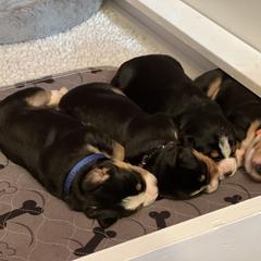Entlebucher Mountain Dog Puppies from Excel-Entlebuchers