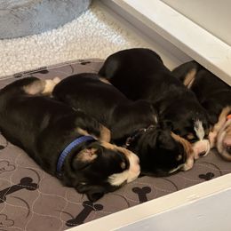 Entlebucher Mountain Dog Puppies from Excel-Entlebuchers