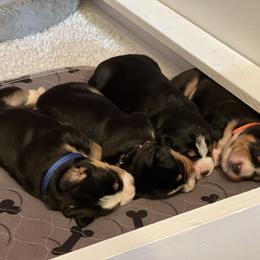 Entlebucher Mountain Dog Puppies from Excel-Entlebuchers