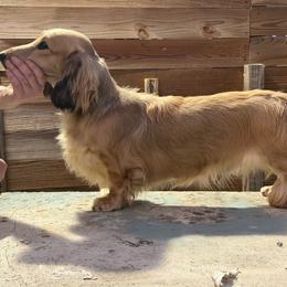 Aegon - Dachshund