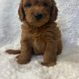 Boy 4- 7743 - Cream male Goldendoodle puppy in Wever, Iowa from JK Royal Lines