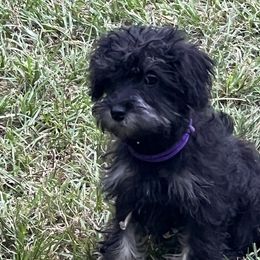 Girl 1 Purple collar - Black phantom Assorted Doodle Crosses puppy in Benson, North Carolina from A Bundle of Love