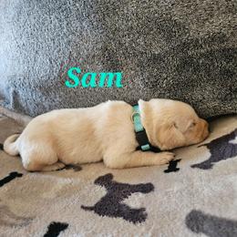 Sam-light blue collar - Yellow male Labrador Retriever puppy in Davenport, Washington from LynnDee's Kennel