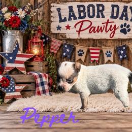 Pepper - Red speckled female Australian Cattle Dog puppy in Oronogo, Missouri from Dutton's Show Me Farms