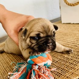 French Bulldog Puppies from Frenchie Paws