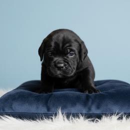 Boy 1 - Black male Cane Corso puppy in Haslet, Texas from Trained To Go Corso Kennels (T.T.G. Corso Kennels)