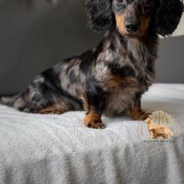 Raven - Dachshund