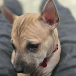 Ohtani - Fawn male Vietnamese Phu Quoc Ridgeback puppy in Palmdale, California from Vietnamese Phu Quoc Ridgeback Dogs of Southern California