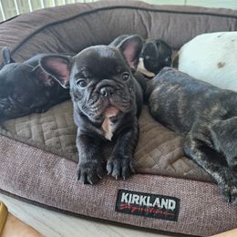 French Bulldog Puppies from Luna and London’s Puppies