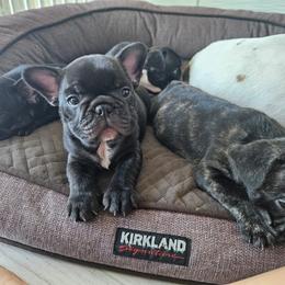 French Bulldog Puppies from Luna and London’s Puppies