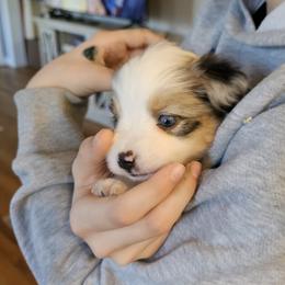 Miniature Australian Shepherd Puppies from Carter's Cuties