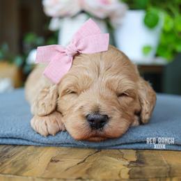 Echo - Apricot female Goldendoodle puppy in Salado, Texas from Red Ranch Dogs