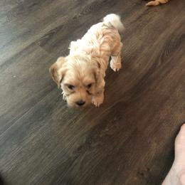 Boy1 - Cream male Havapoo puppy in Hudson, Indiana from A&G Maltipoos
