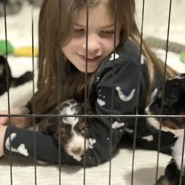 Aussiedoodle Puppies from Crystal Ridge Doodles