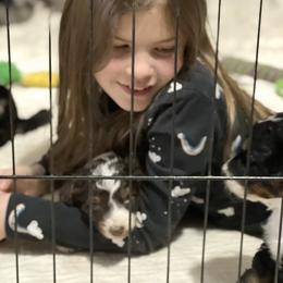 Aussiedoodle Puppies from Crystal Ridge Doodles