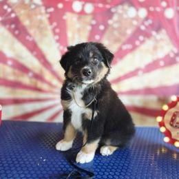 Phineas - Black tri-color male Australian Shepherd puppy in Kenton, Tennessee from Carrotwood Australian Shepherds