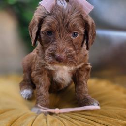 Miss Bunny - Red  female Goldendoodle puppy in Decatur, Tennessee from Diamond's Doodles