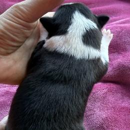Boy 3 - Black and white male Border Collie puppy in East Ellijay, Georgia from Nine Peaks Border Collies